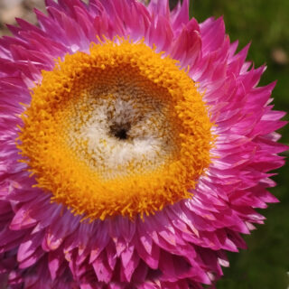 Pink everlasting flower