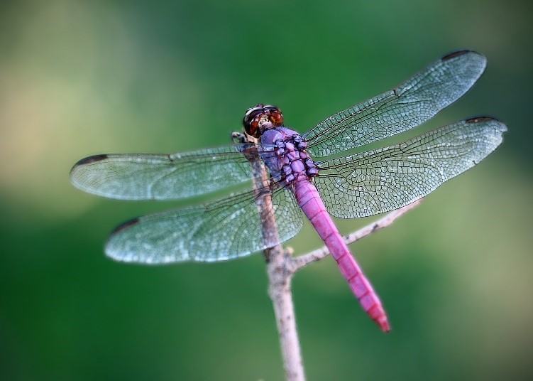 Churches Environment Network – Past Recordings
