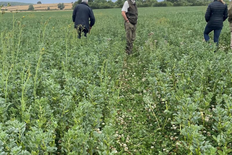 Figures stand in a field of runner beans and clover