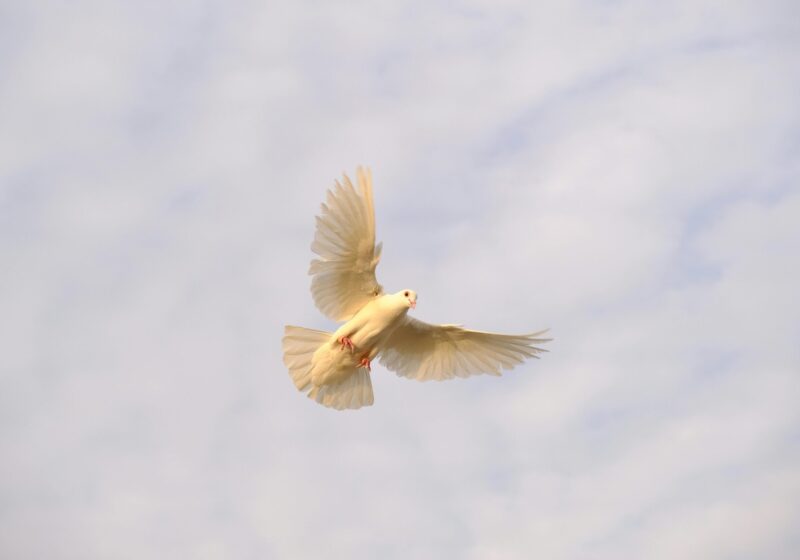 A white dove flying